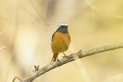 Phoenicurus auroreus