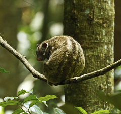 Pseudochirops archeri