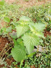 Mesosphaerum suaveolens