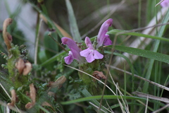 Pedicularis sylvatica