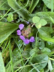 Prunella vulgaris