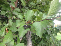 Crataegus chlorosarca