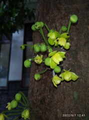 Stelechocarpus burahol
