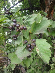 Crataegus chlorosarca