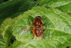 Cheilosia chrysocoma
