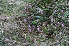 Pedicularis sylvatica