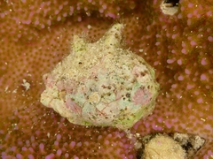 Drupina grossularia