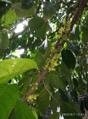 Stelechocarpus burahol