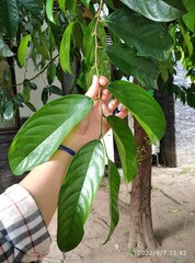 Stelechocarpus burahol