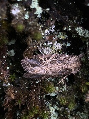 Spodoptera litura