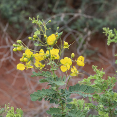 Senna auriculata