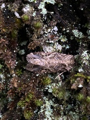 Spodoptera litura