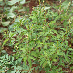 Croton bonplandianus