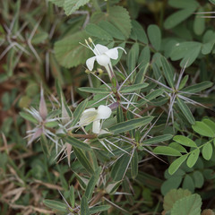 Barleria prionitis prionitoides