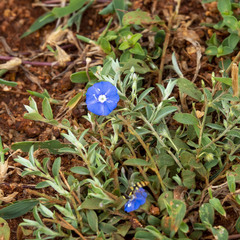 Evolvulus alsinoides