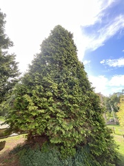 Chamaecyparis lawsoniana