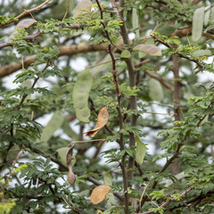 Dichrostachys cinerea