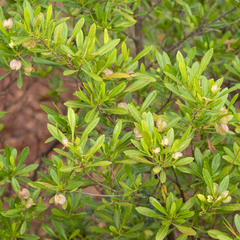 Dodonaea viscosa