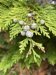 Chamaecyparis lawsoniana