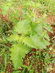 Mesosphaerum suaveolens