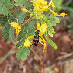 Hycleus biundulatus