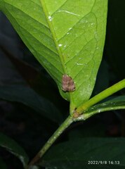 Ricaniidae