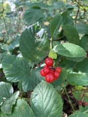 Lonicera periclymenum