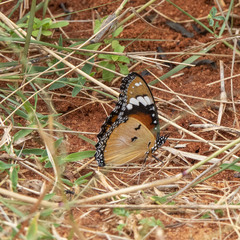 Hypolimnas misippus