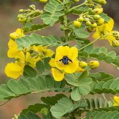 Amegilla violacea