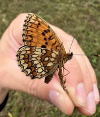 Melitaea athalia