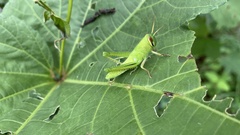 Patanga japonica