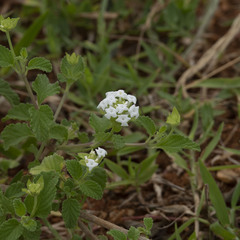 Lantana veronicifolia