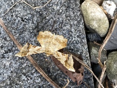 Krananda oliveomarginata