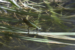 Calopteryx splendens