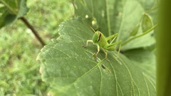 Patanga japonica