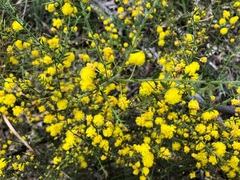 Acacia amblygona