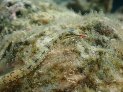 Corythoichthys haematopterus