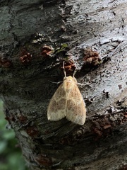 Schistophleps bipuncta