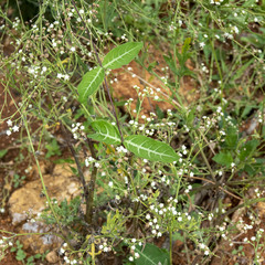 Hemidesmus indicus