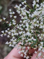 Leucopogon pimeleoides