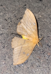 Saturniidae