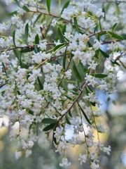 Leucopogon pimeleoides
