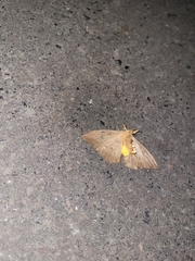 Saturniidae