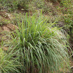Cymbopogon