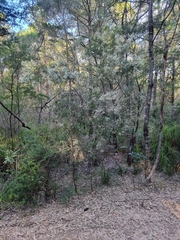 Leucopogon pimeleoides