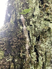 Davallia griffithiana