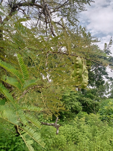 Entada africana