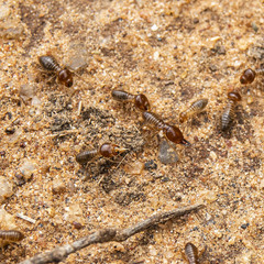 Macrotermes convulsionarius