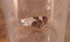 Acontia lucida