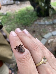 Ricania speculum